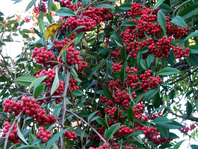 All Things Considered Berries In The Garden Over Winter In The Uk