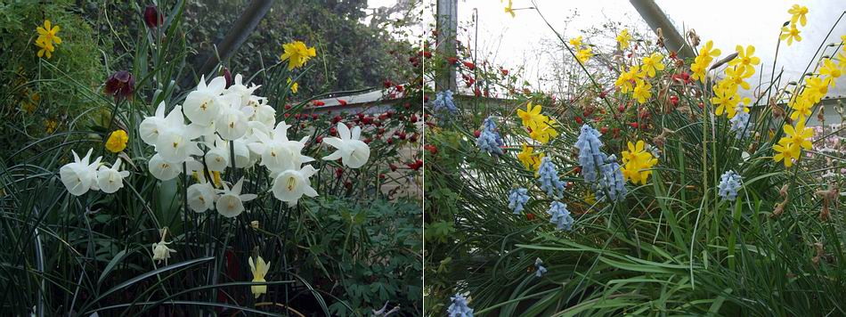 Scottish Rock Garden Club  gt;Bulb Log