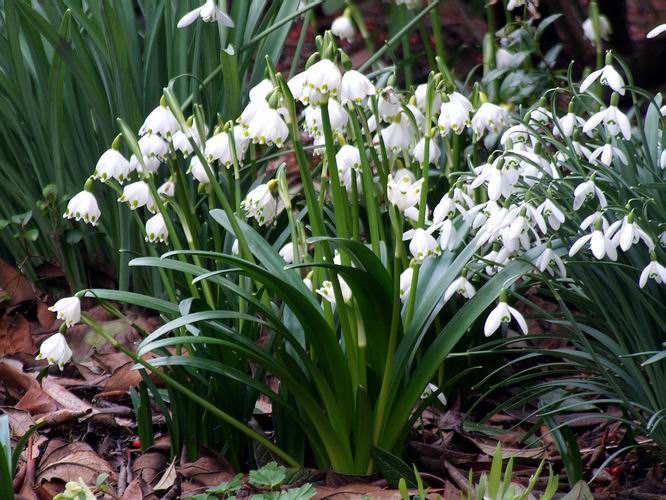 Galanthus nivalis and Narcissus cyclamineus