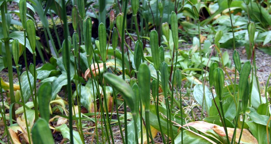 Fertile Erythroniums