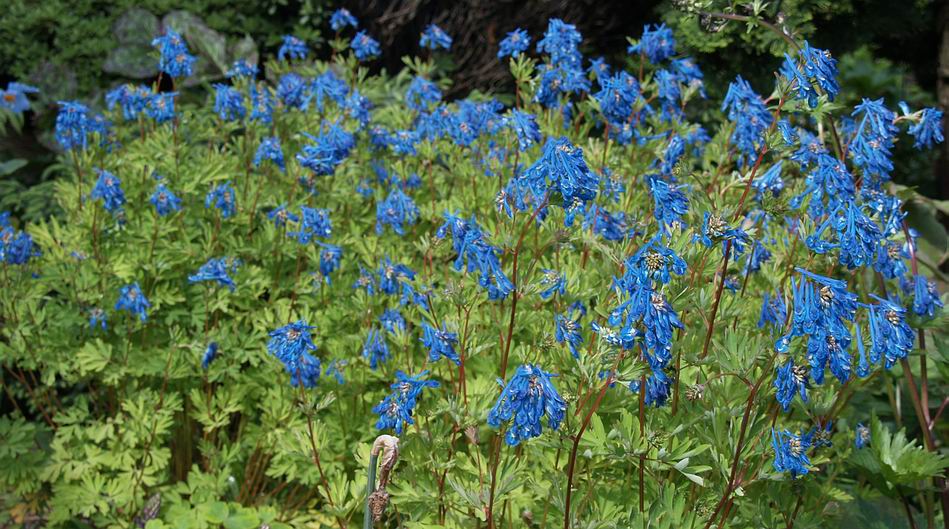 NOS SEMIS 2014 - Page 4 Corydalis%20x%20'Craigton%20Blue'