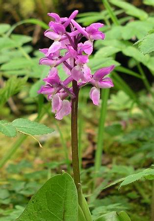Orchis%20mascula%202.jpg
