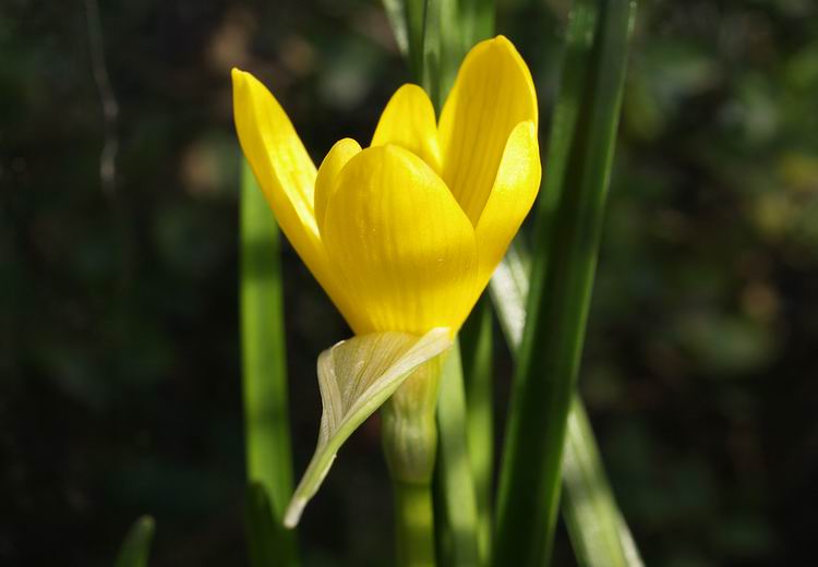 Scottish Rock Garden Club - >Bulb Log