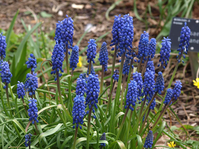 Scottish Rock Garden Club - >Wisley Alpine Log